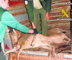 La Guardia Civil denuncia a tres cazadores furtivos por abatir cuatro ciervos